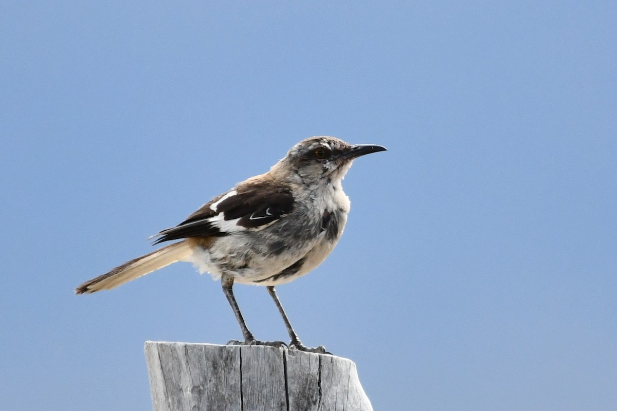 Brown-backed Mockingbird - Juan Francisco Arrachea