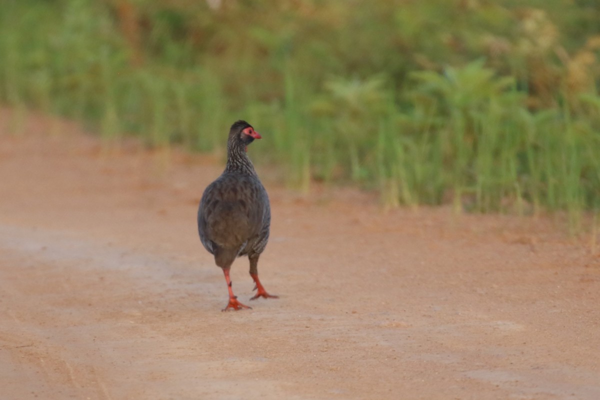 Gray-breasted Spurfowl - ML615948081