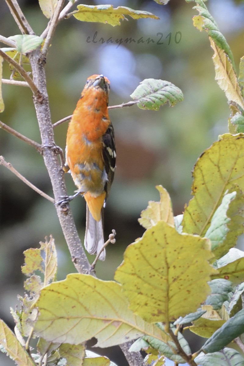 Flame-colored Tanager - ML61594821