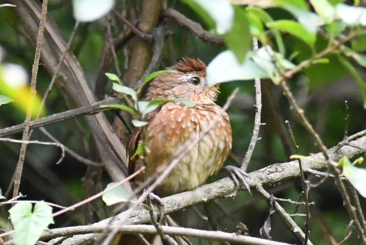 Spot-breasted Thornbird - ML615948289