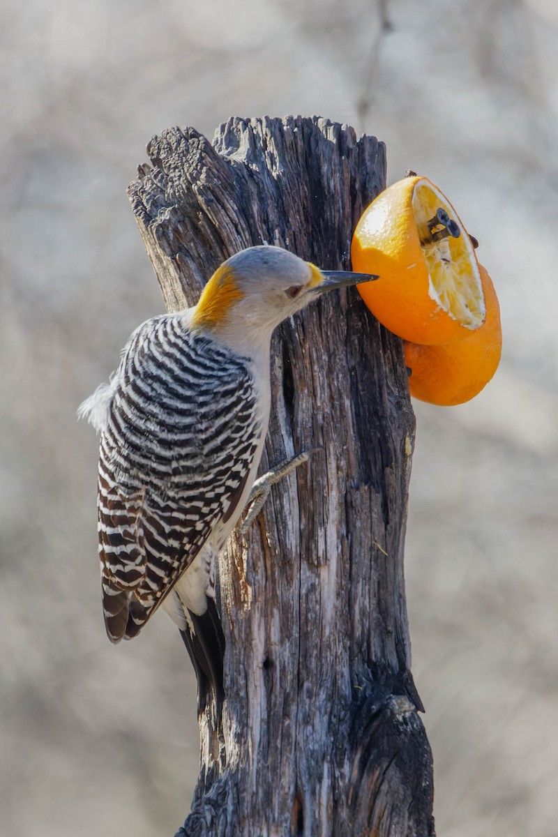 Golden-fronted Woodpecker - ML615948297
