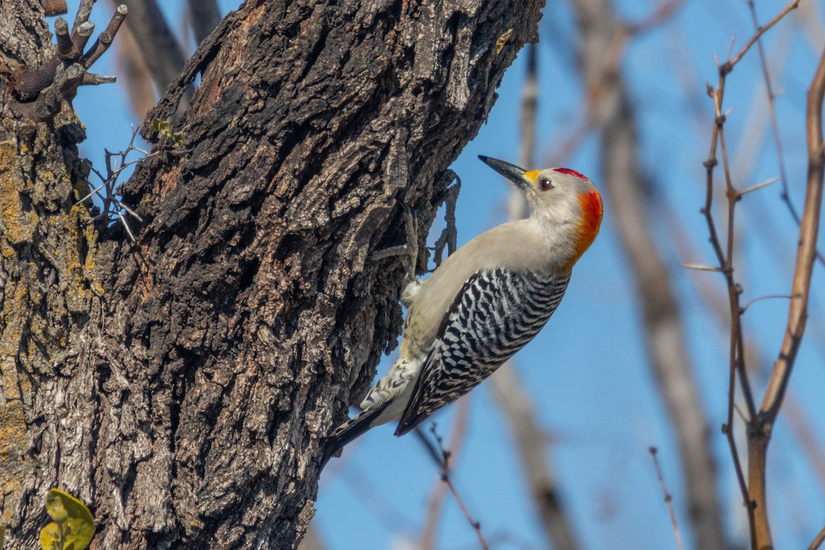 Golden-fronted Woodpecker - ML615948301