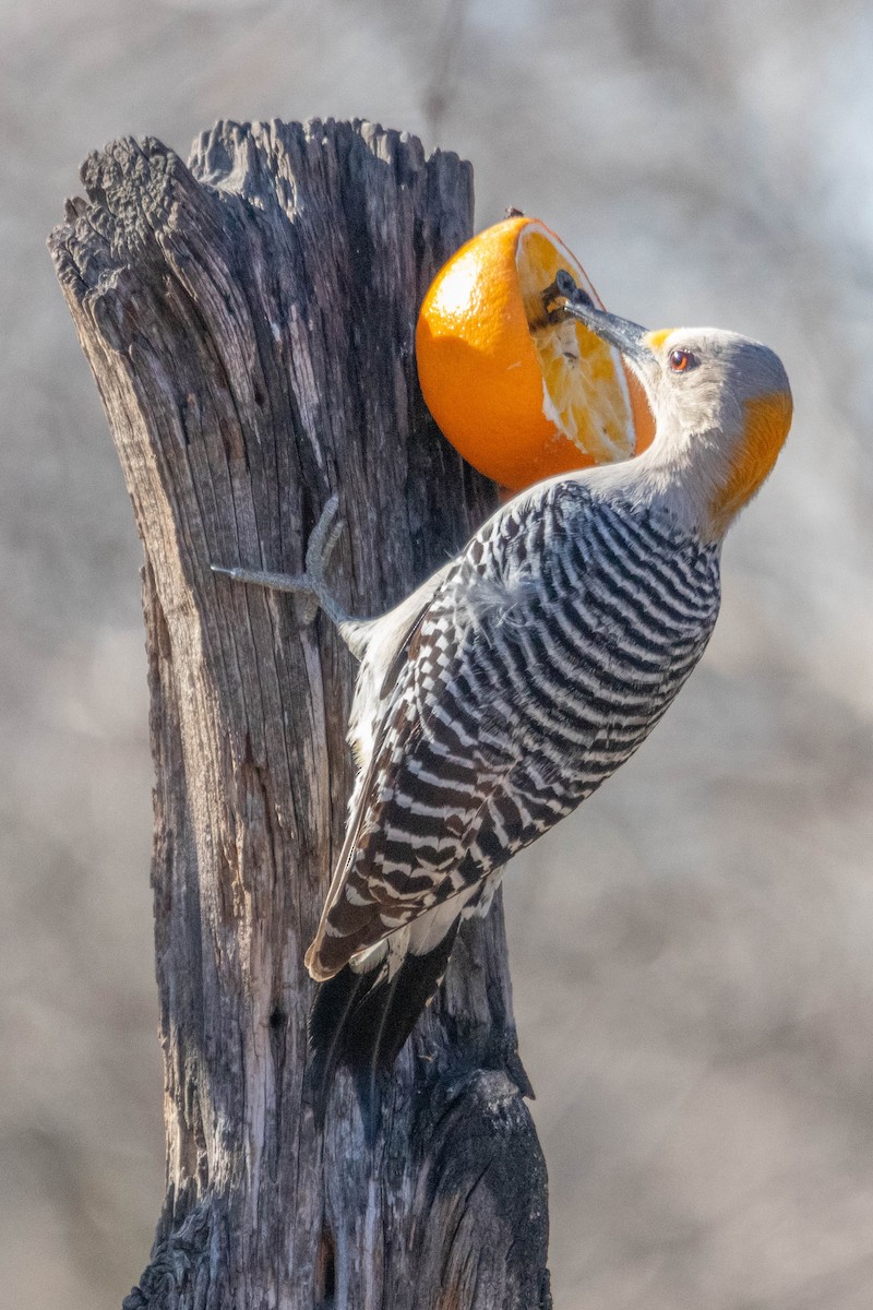 Golden-fronted Woodpecker - ML615948302