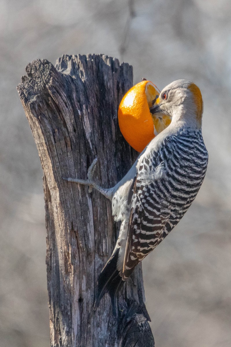 Golden-fronted Woodpecker - ML615948303