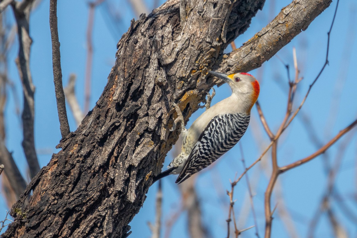 Golden-fronted Woodpecker - ML615948306