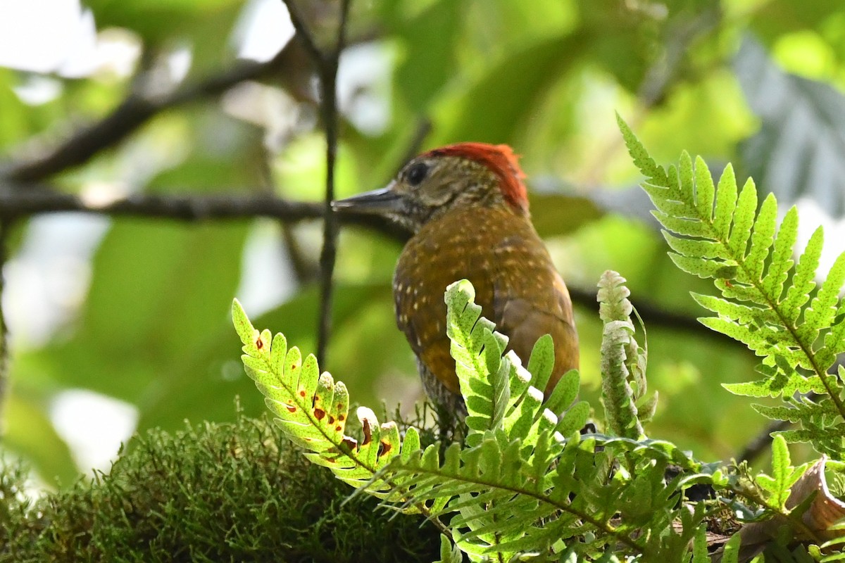 Dot-fronted Woodpecker - ML615948320
