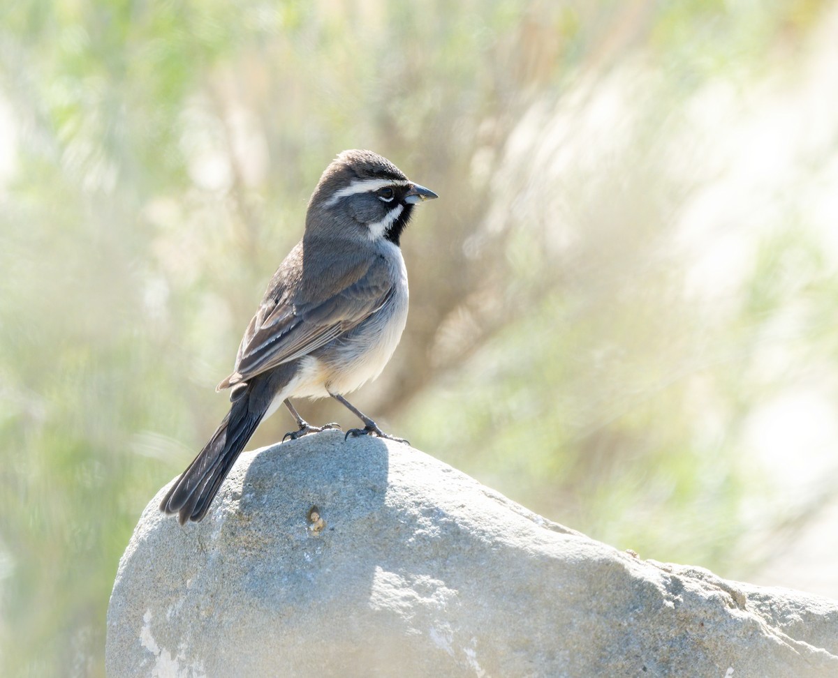Black-throated Sparrow - ML615948345