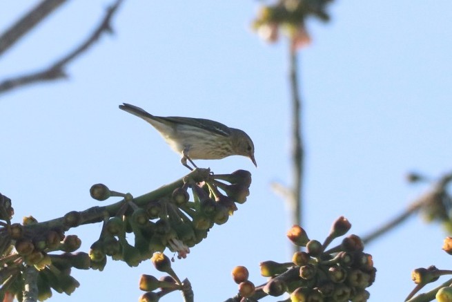 Cape May Warbler - ML615948710
