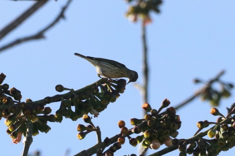 Cape May Warbler - ML615948711