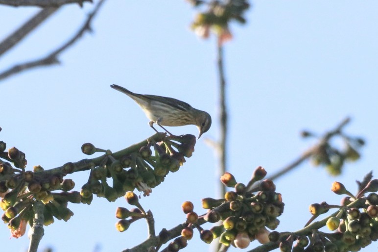 Cape May Warbler - ML615948712