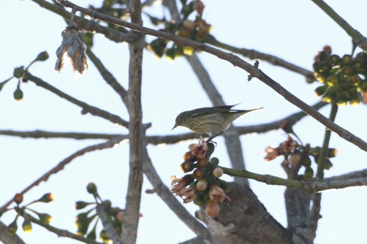 Cape May Warbler - ML615948716