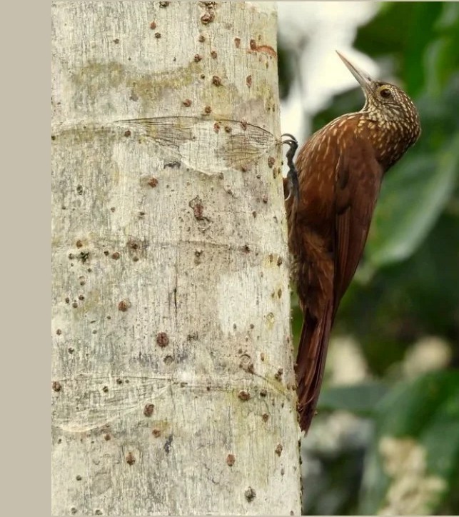 Zimmer's Woodcreeper - Otto Valerio   Amazonas Birding