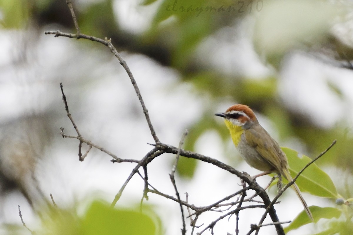 Rufous-capped Warbler - ML61594911