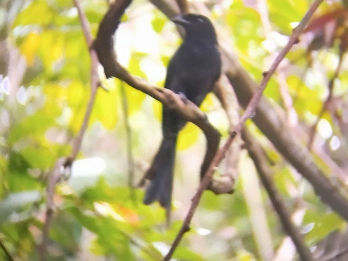 Greater Racket-tailed Drongo - ML615949249