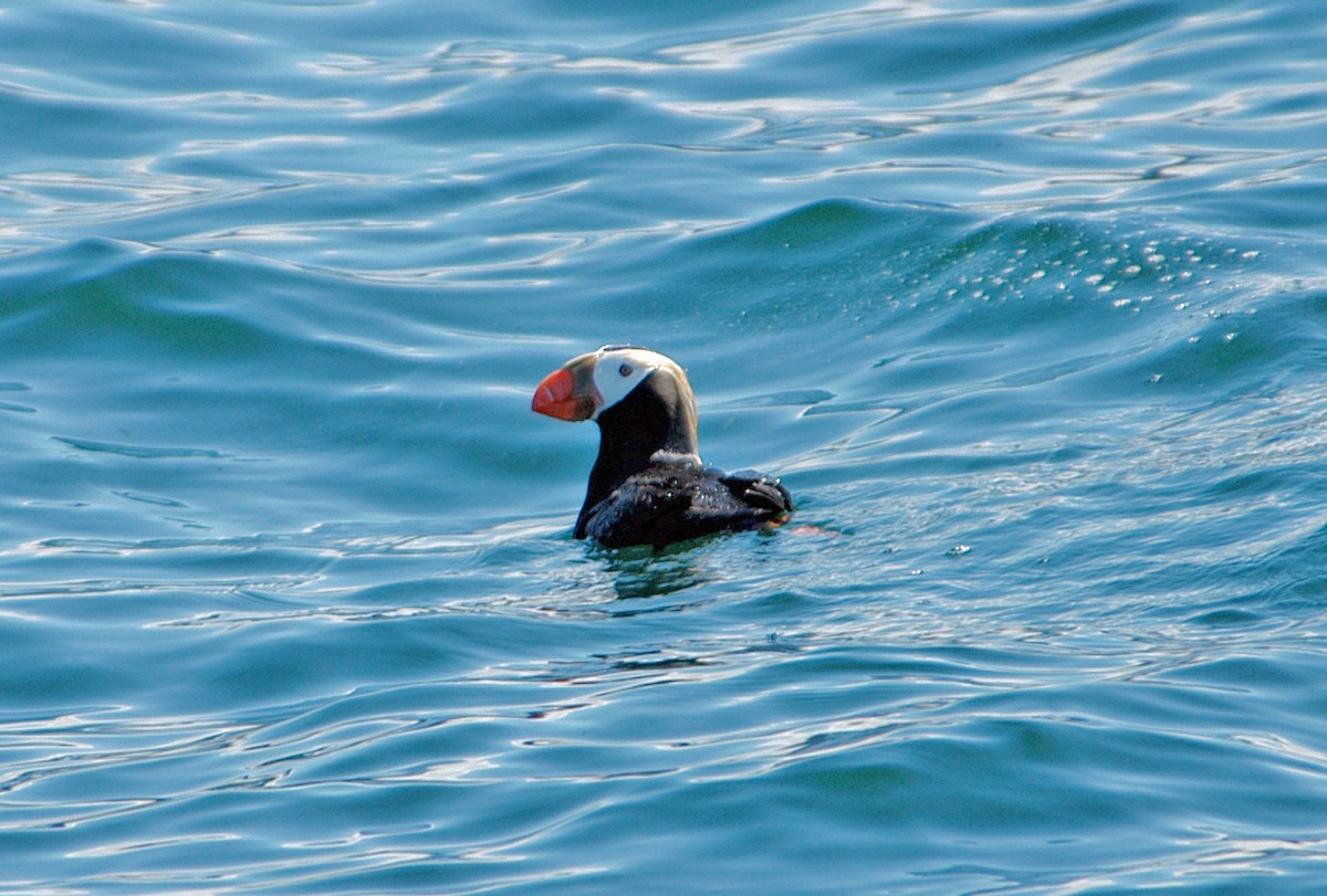 Tufted Puffin - Jim Bille