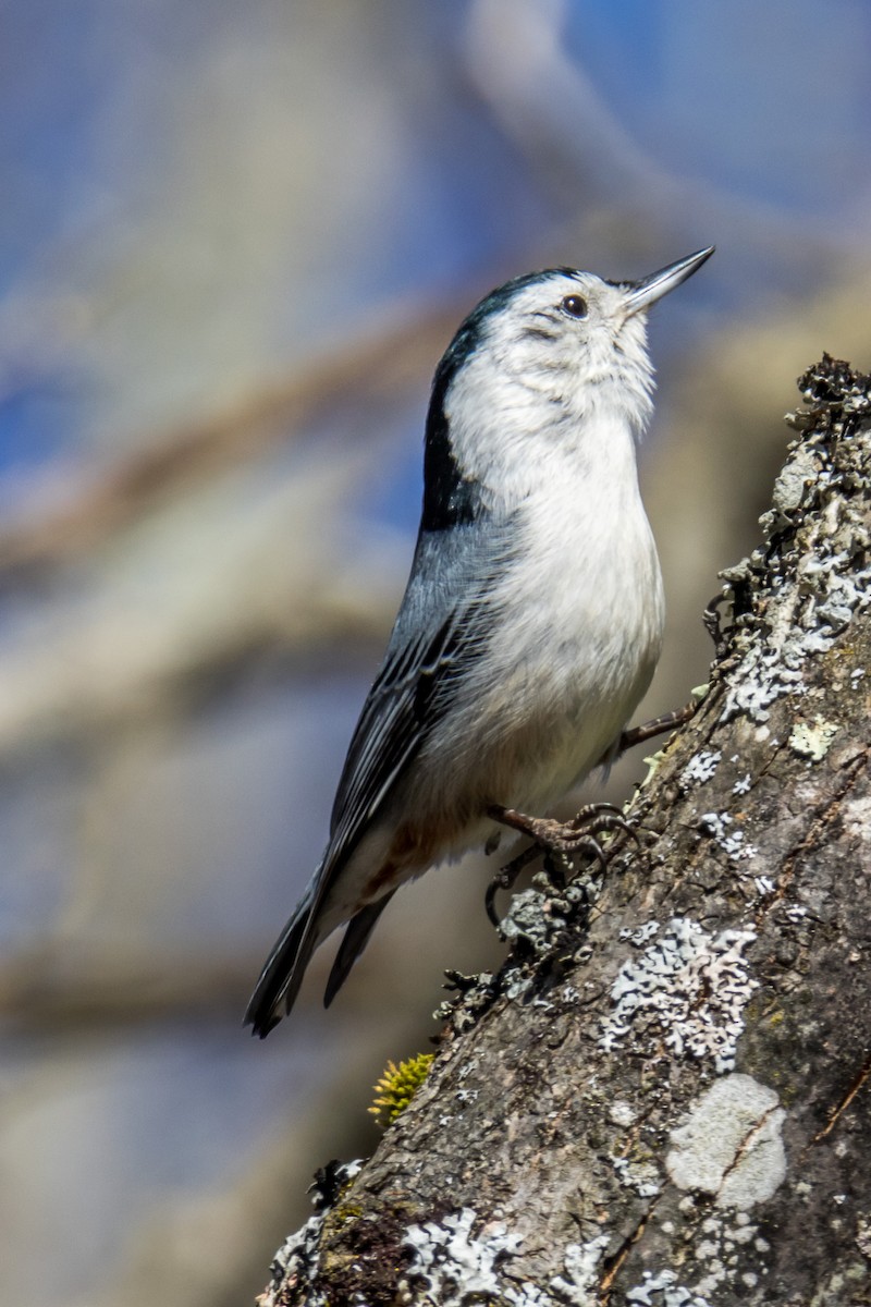 White-breasted Nuthatch - ML615949377
