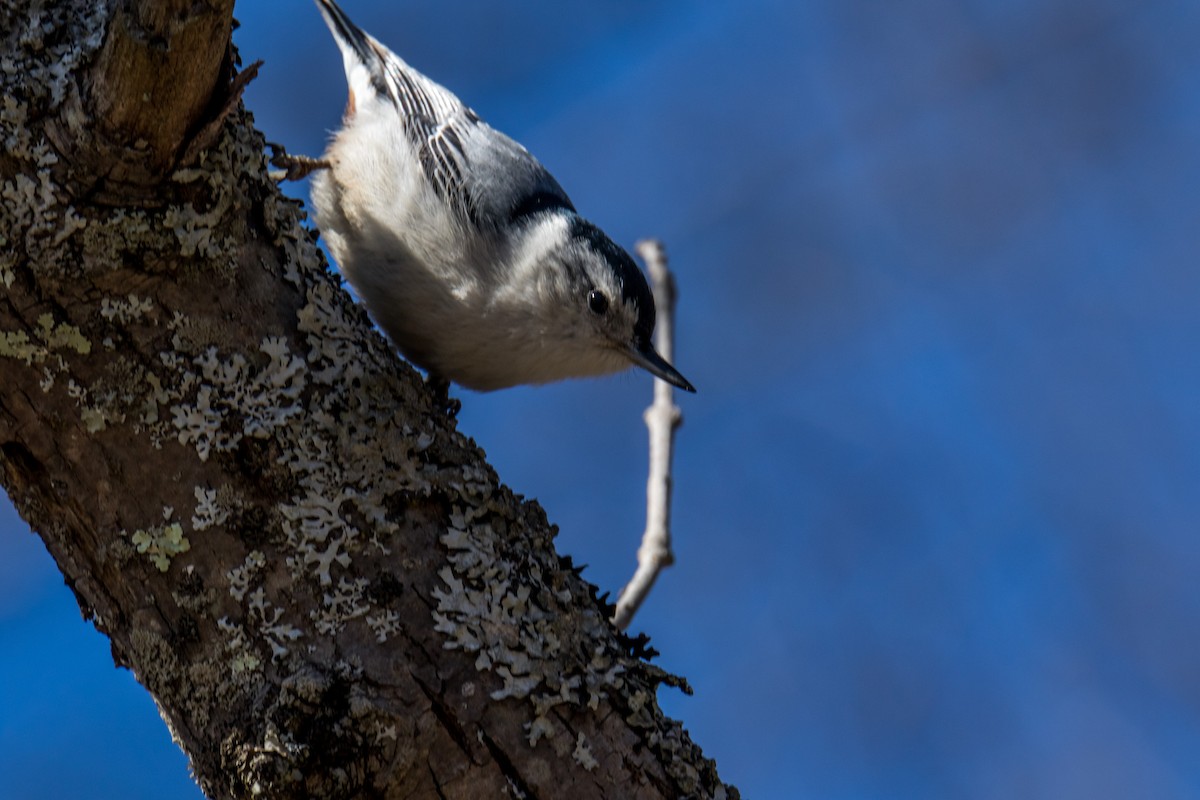 White-breasted Nuthatch - ML615949379