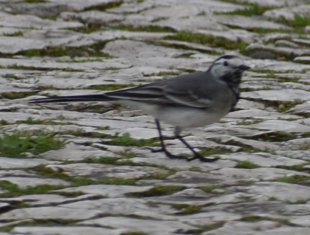 White Wagtail - Sally Anderson