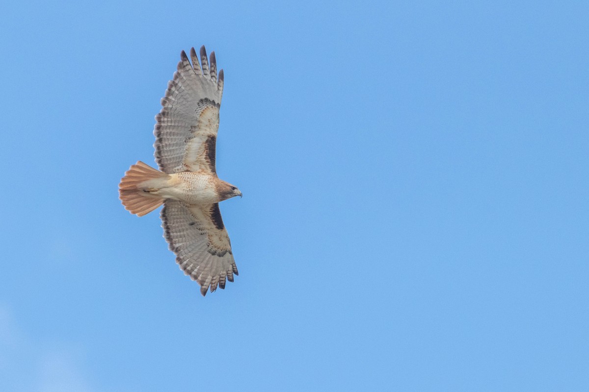 Red-tailed Hawk - ML615949506