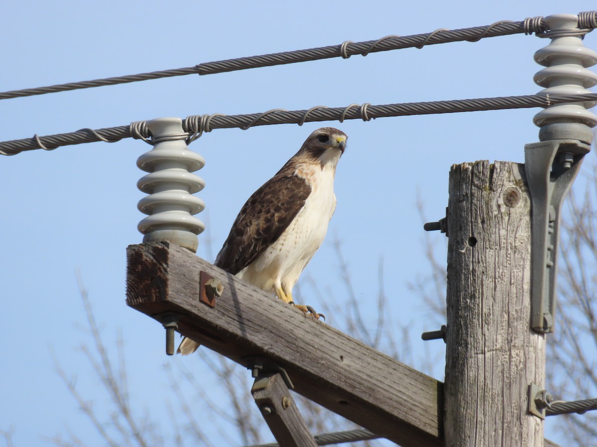 Red-tailed Hawk - ML615949792