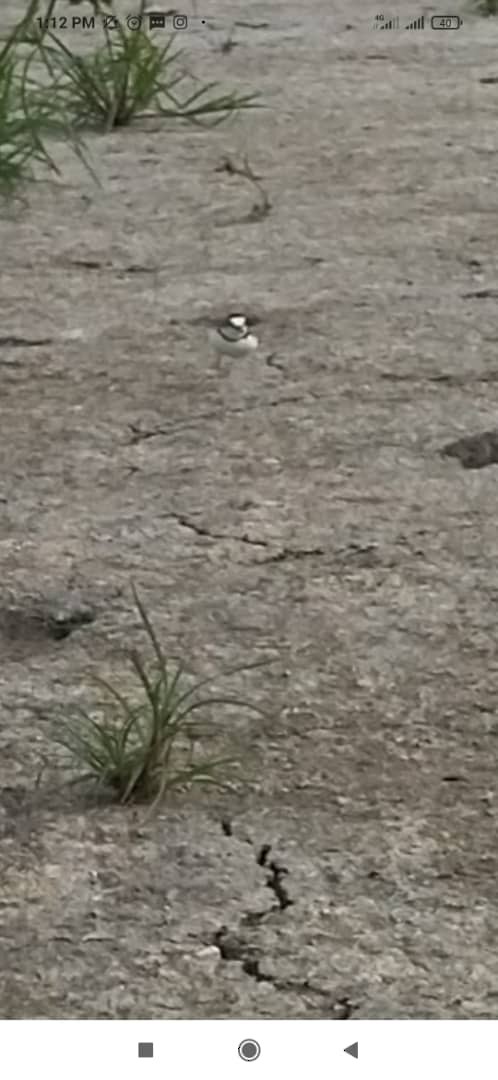 Collared Plover - ML615949848