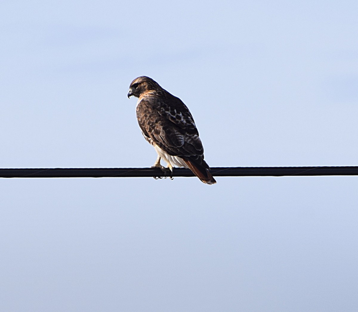 Red-tailed Hawk - ML615949852