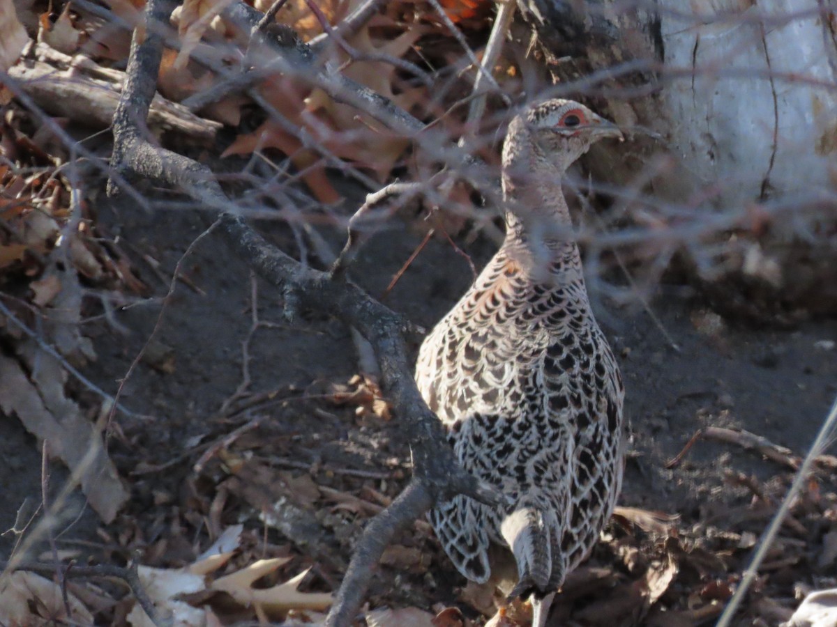 Ring-necked Pheasant - ML615949875