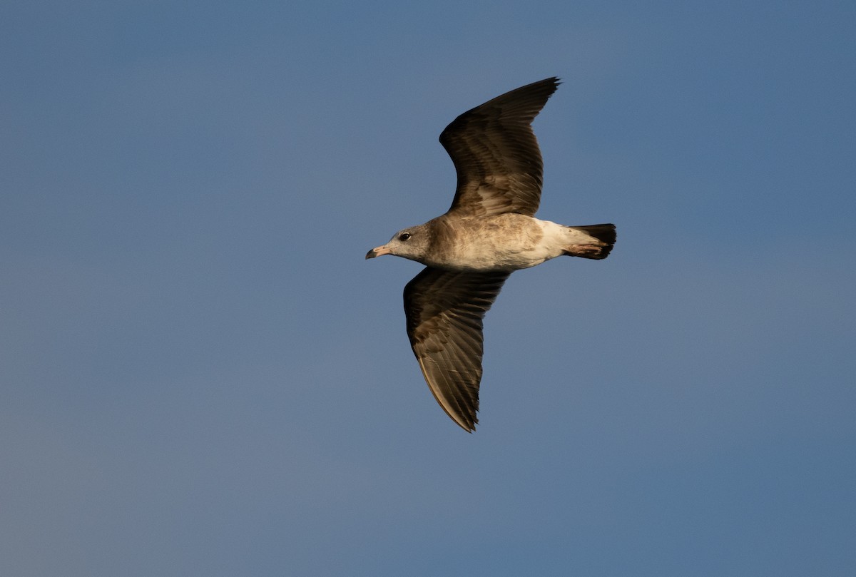 Black-tailed Gull - ML615949903