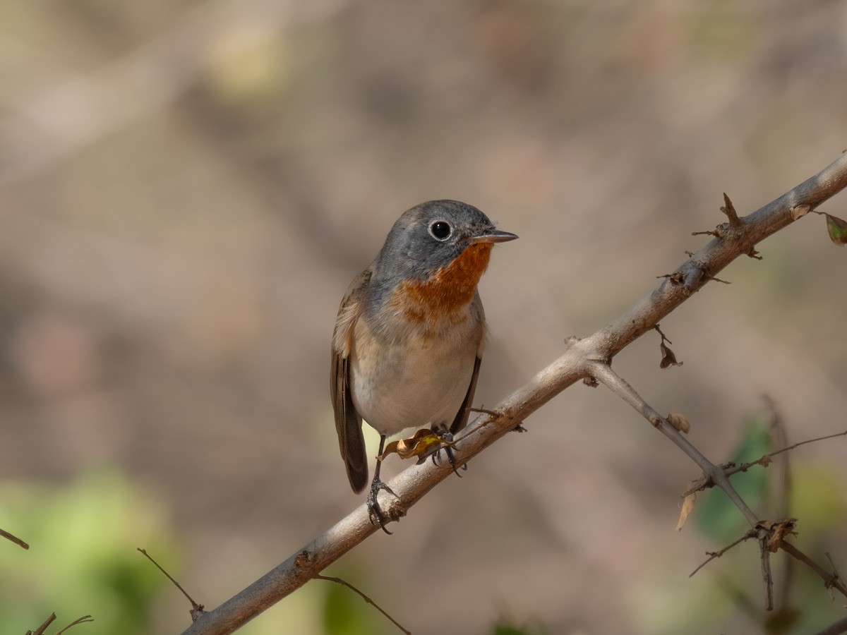 Red-breasted Flycatcher - ML615949961