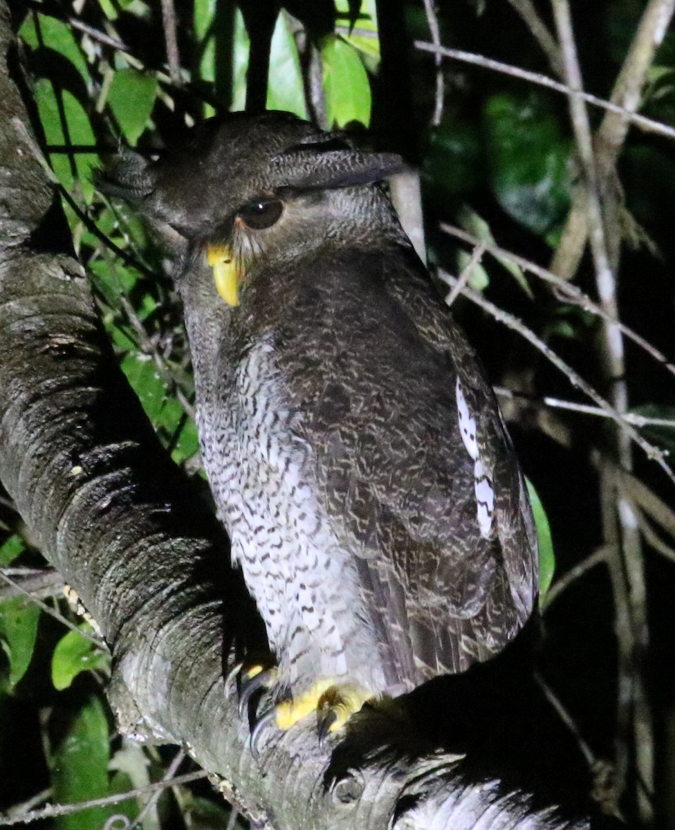 Barred Eagle-Owl - ML615949986
