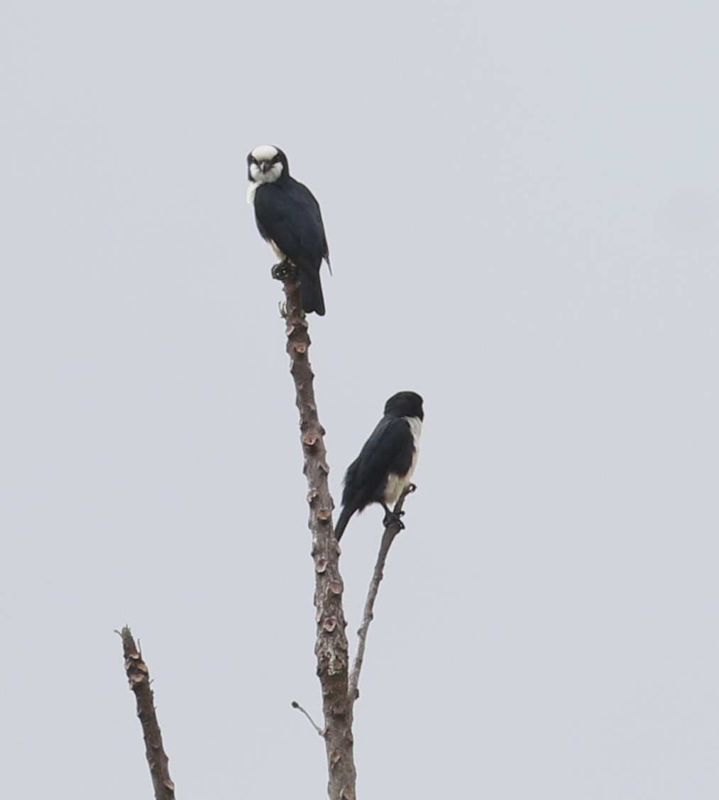 White-fronted Falconet - ML615949998