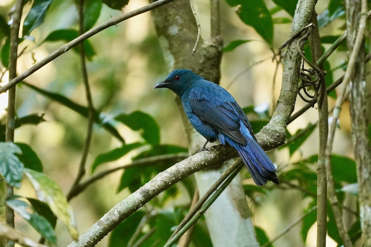 Asian Fairy-bluebird - ML615950196