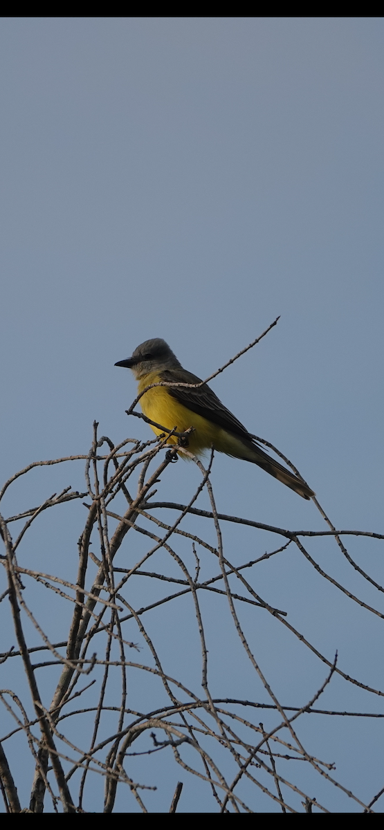 eBird Checklist 12 Mar 2024 Raymondville Memorial Park Cemetery 2