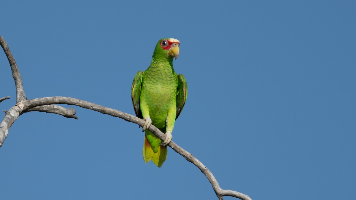 White-fronted Parrot - ML615950300
