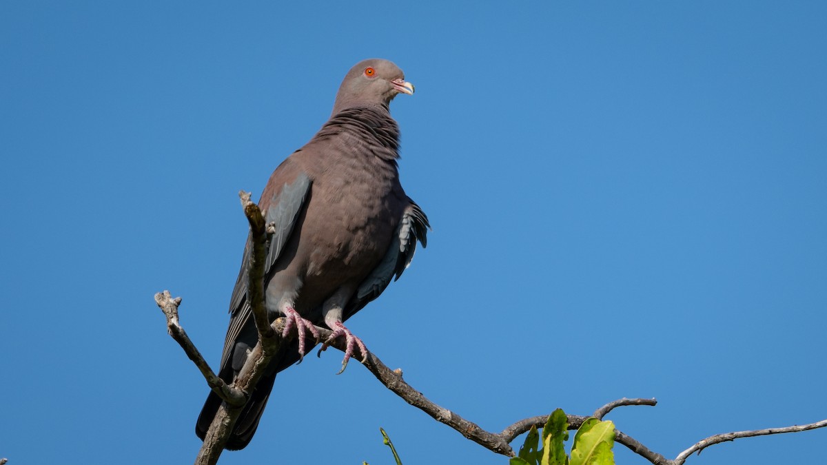 Pigeon à bec rouge - ML615950303