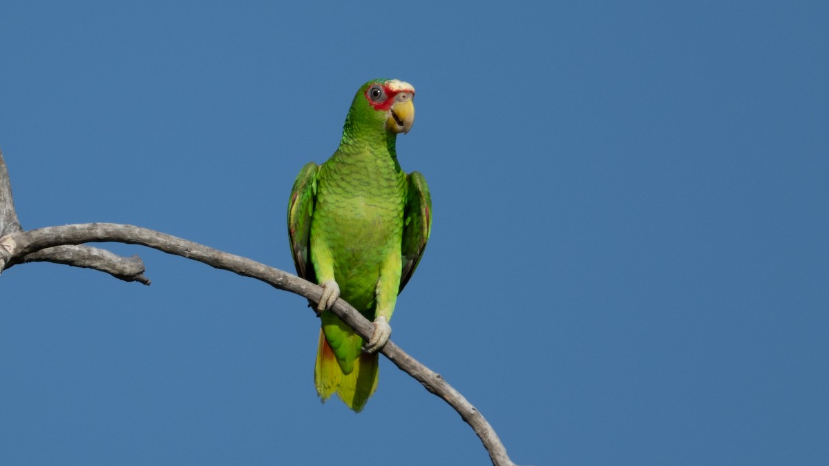 White-fronted Parrot - ML615950317