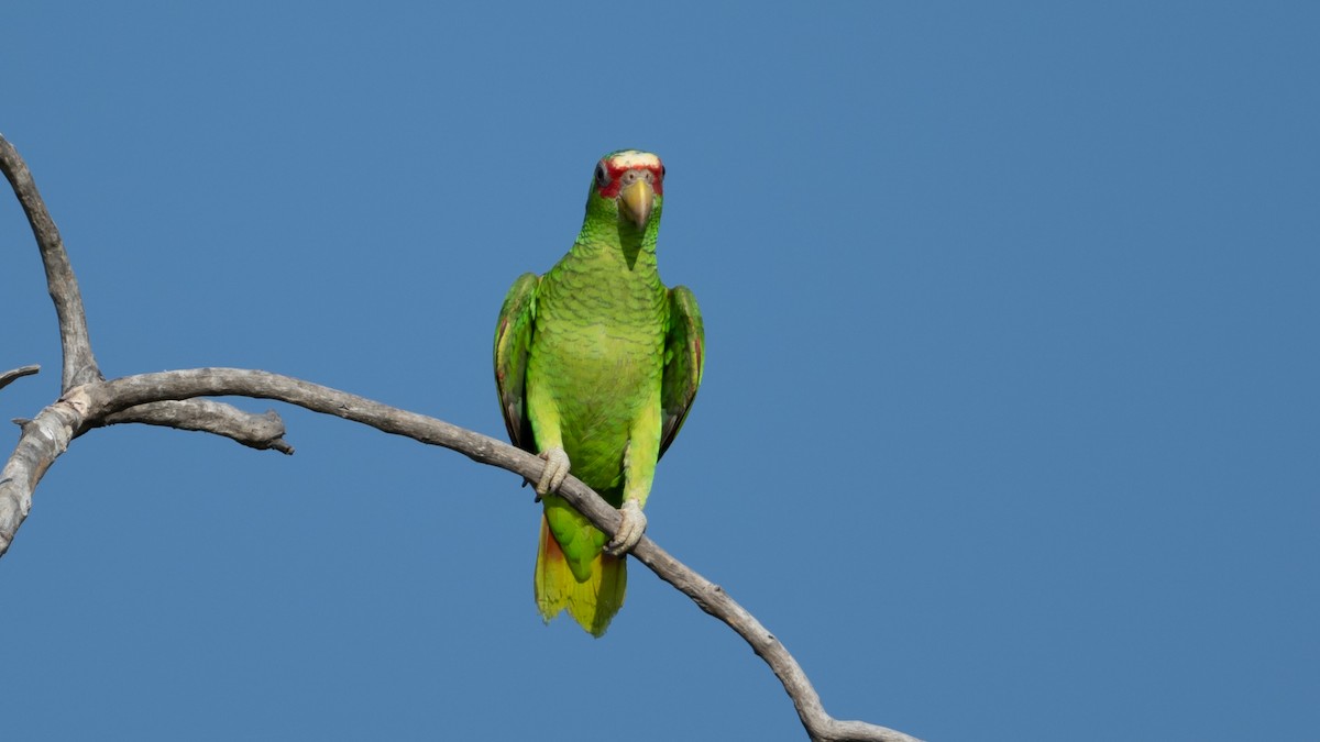 White-fronted Parrot - ML615950318