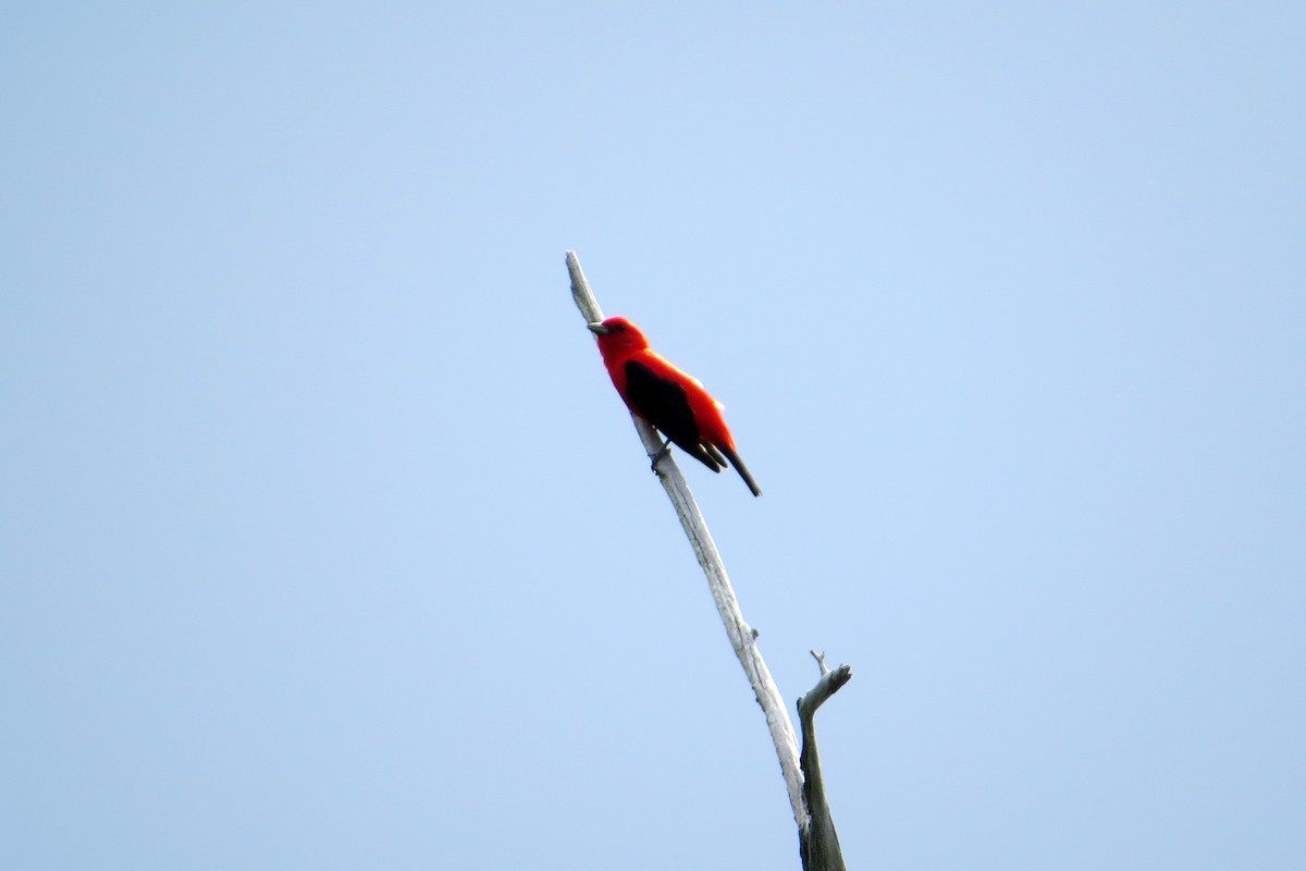 Scarlet Tanager - ML615950328