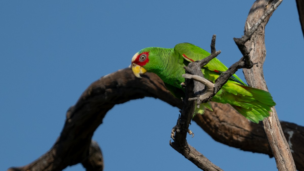 White-fronted Parrot - ML615950336