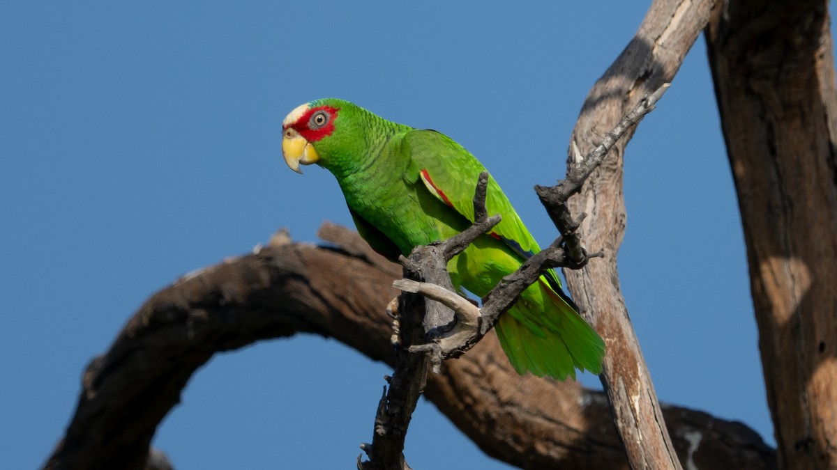 White-fronted Parrot - ML615950337