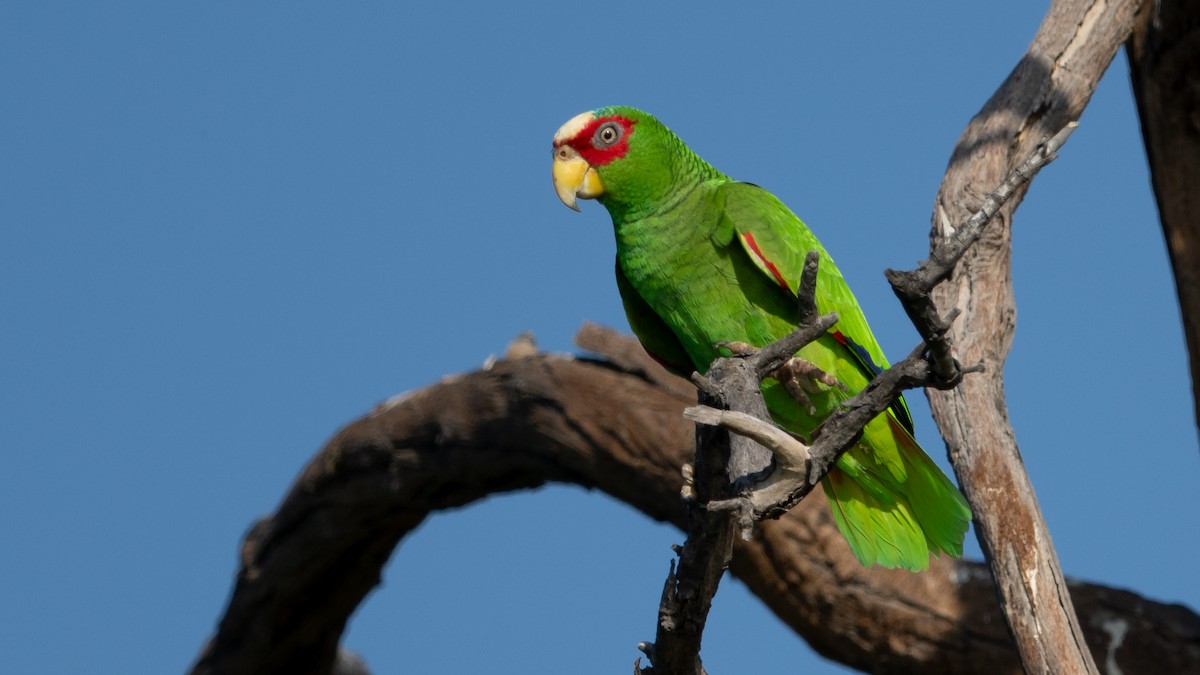 White-fronted Parrot - ML615950338