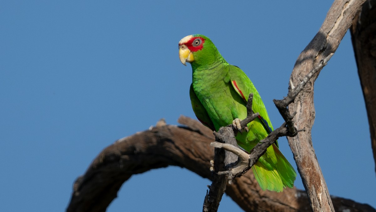 White-fronted Parrot - ML615950339