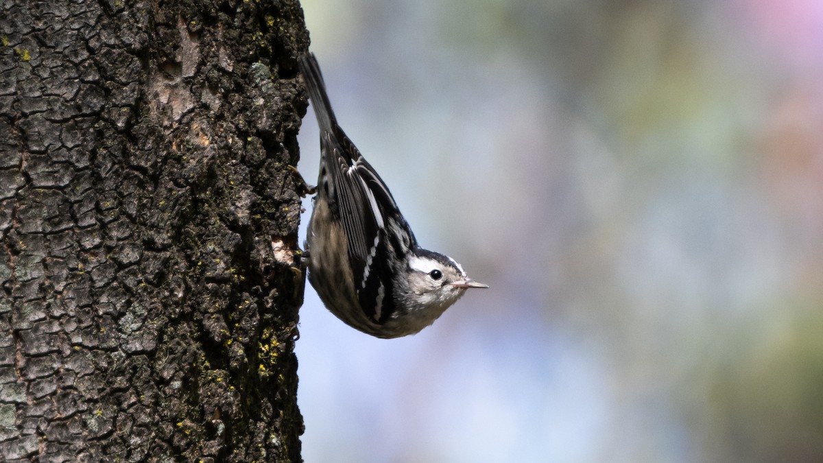 Black-and-white Warbler - ML615950374