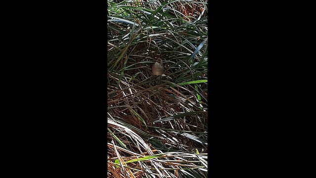 Taiwan Bush Warbler - ML615950479