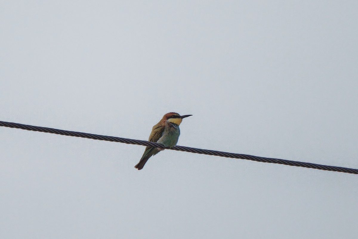 European Bee-eater - ML615950523