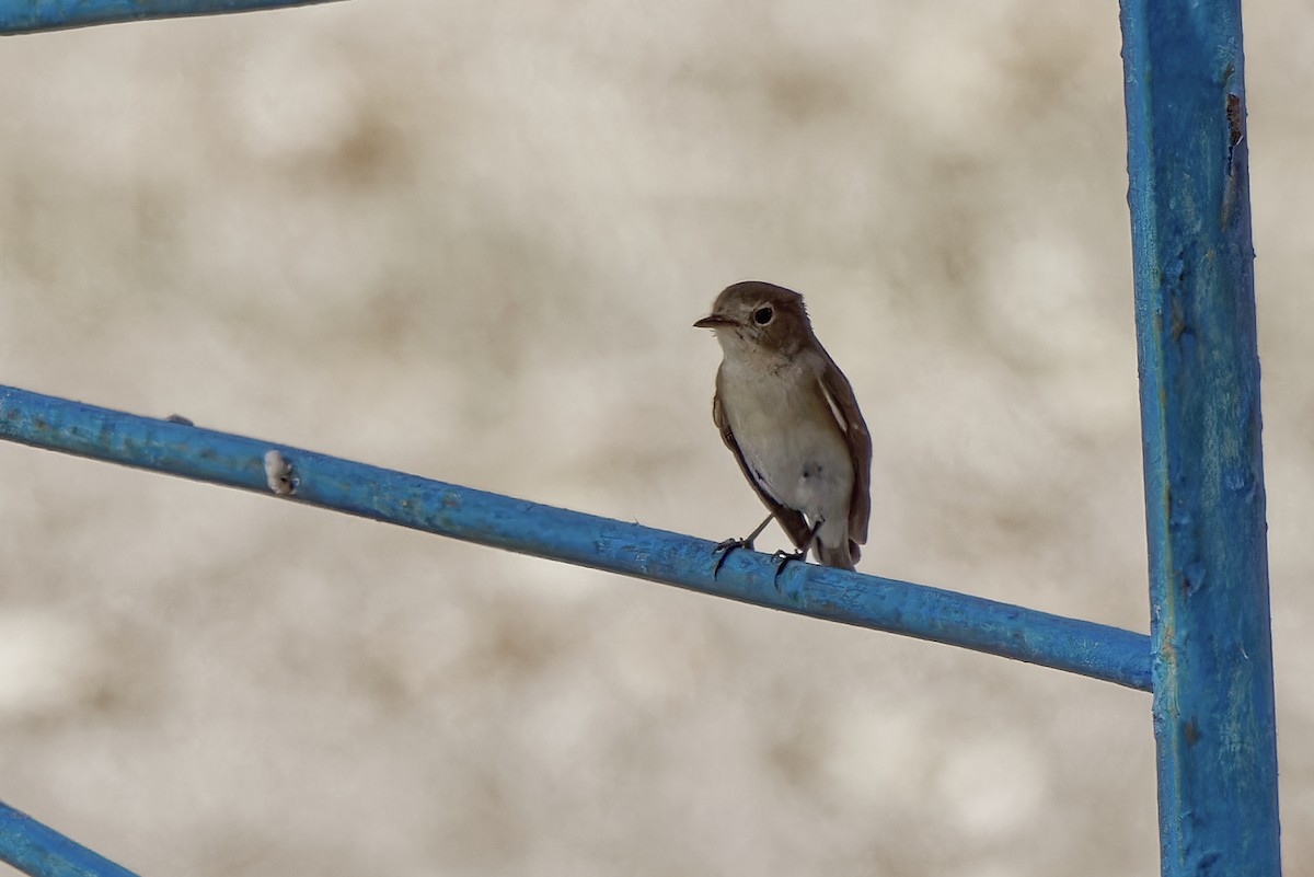 Red-breasted Flycatcher - leon berthou