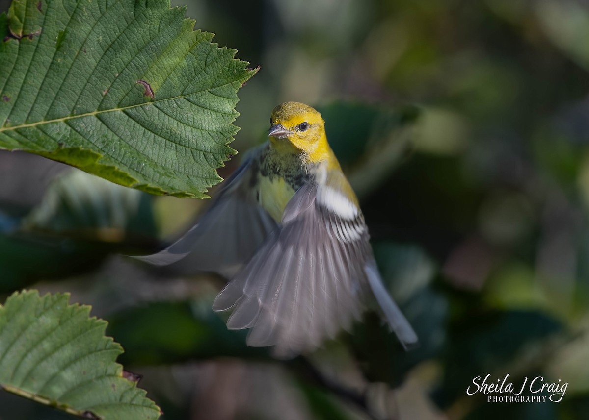 Black-throated Green Warbler - Sheila Craig