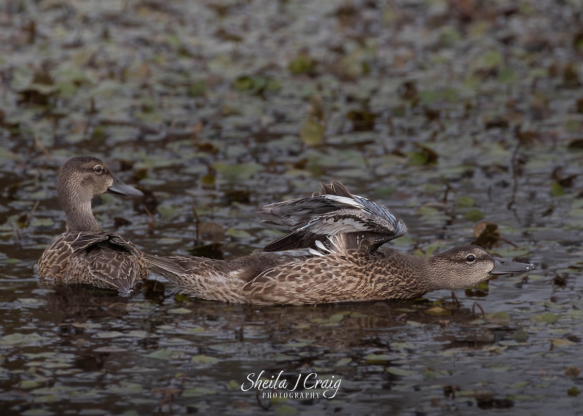 Blue-winged Teal - ML615950815