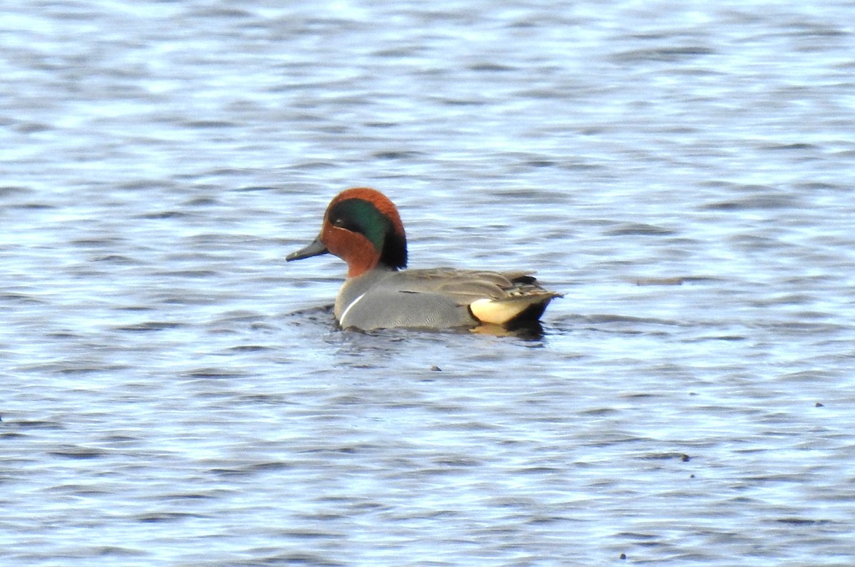 Green-winged Teal - ML615951019