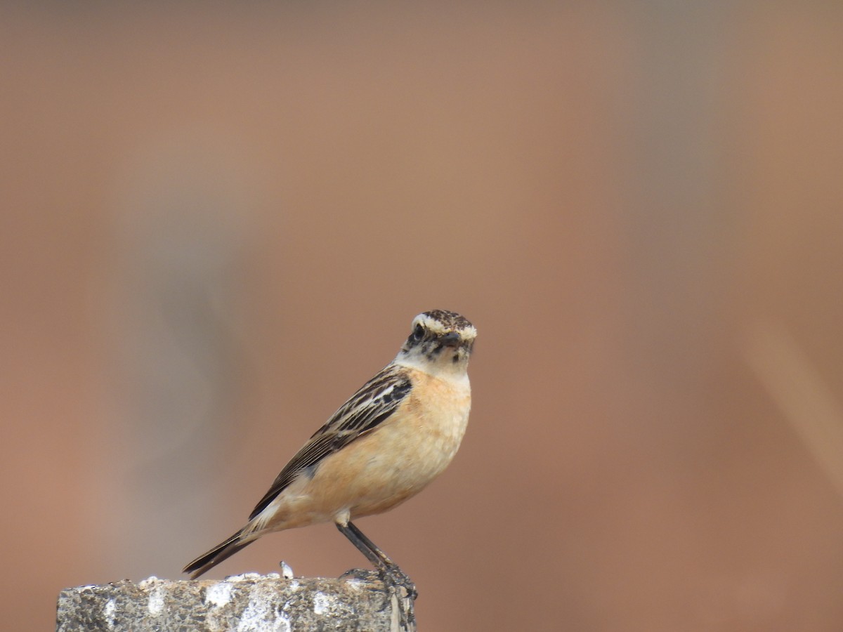 Whinchat - ML615951028